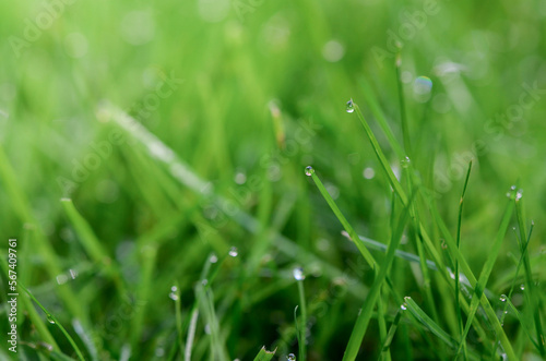 Closeup or macro of dew in green grass