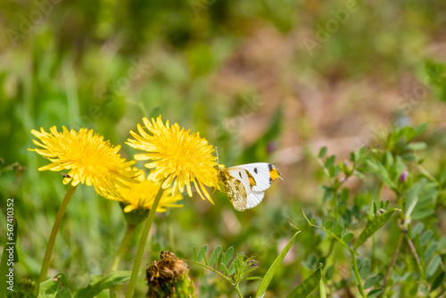 カントウタンポポに訪れたツマキチョウ