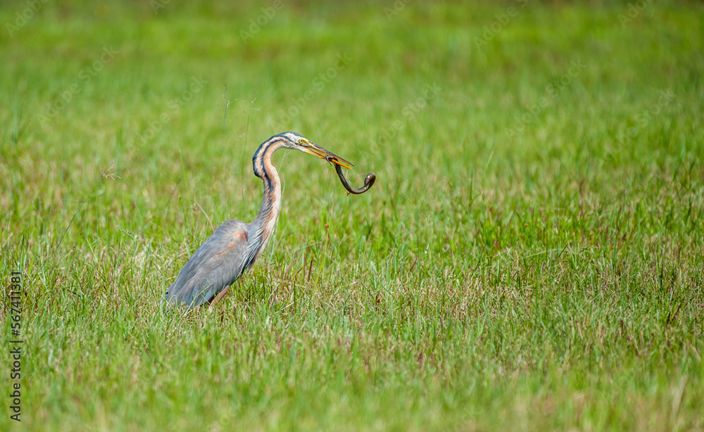 Obraz premium Purple heron