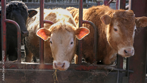 Cattle eating silage grass through a gate in a shed at a farm photo