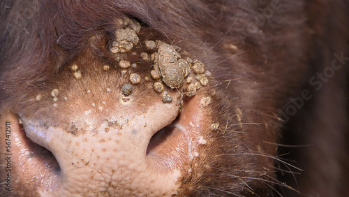 Cow with warts caused by an infectious and contagious virus bovine papilloma virus BPV in Cattle shed