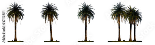 Night scene landscape element for 3d Architectural visualization. Phoenix canariensis palm tree with outdoor up lighting isolated on transparent background. 3d rendering illustration. PNG format	