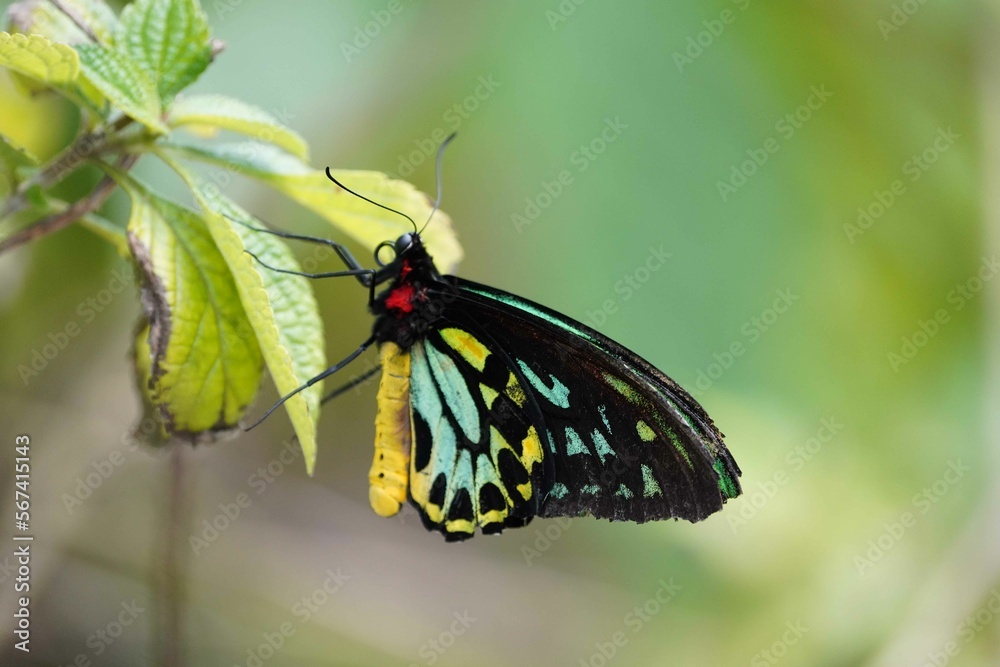 Obraz premium Butterfly on Flower