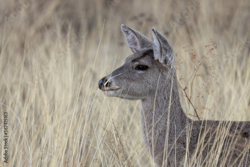Cse Whitetail Deer Doe in the Chiricahua Mountains Arizona