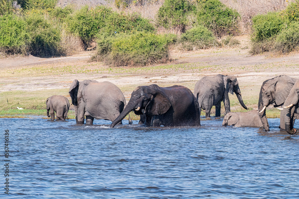 Obraz premium Family of African elephants drinking at a waterhole in Chobe national park.