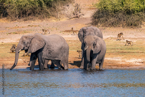 Family of African elephants drinking at a waterhole in Chobe national park.