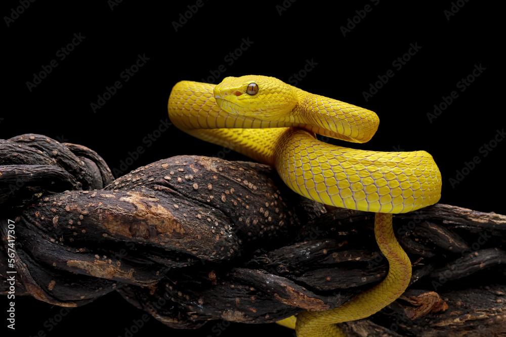 Obraz premium Yellow viper snake on branch, viper snake isolated on black background, Trimeresurus insularis,animal closeup