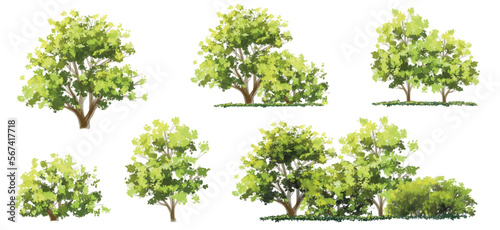  Vector watercolor of tree side view isolated on white background for landscape  and architecture drawing  elements for environment and garden  painting botanical for section and elevation 