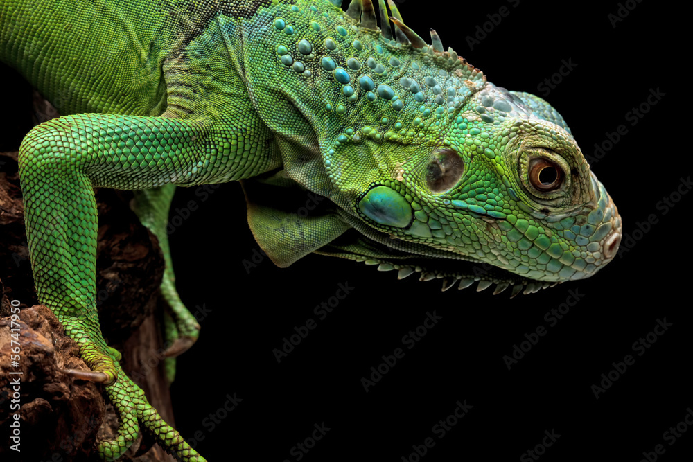 green iguana on a branch, iguana on a tree, animals close up green iguana on a branch, iguana on a tree, animals close up