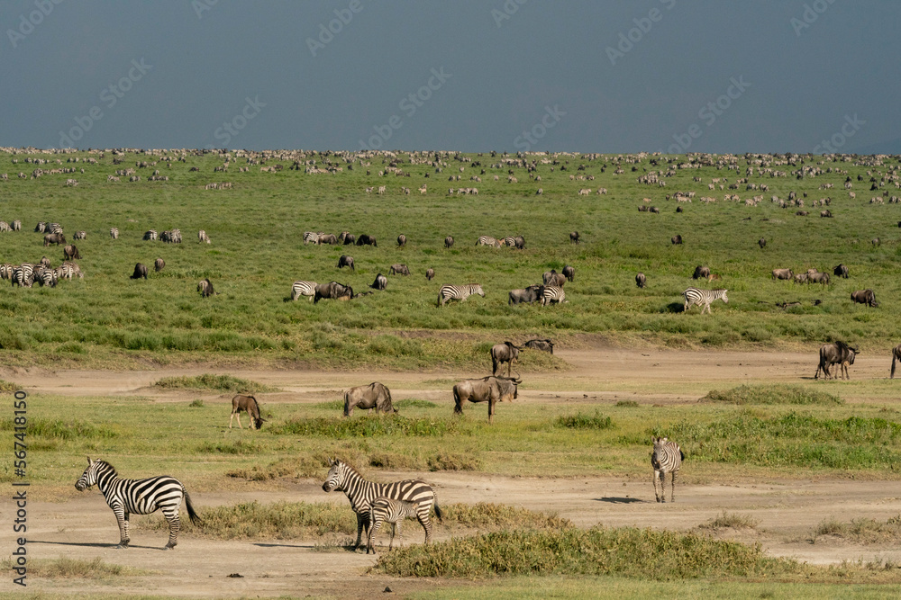 Blue wildebeest (Connochaetes taurinus) and common zebras (Equus quagga) grazin, Ndutu Conservation Area, Serengeti, Tanzania, East Africa, Africa Blue wildebeest (Connochaetes taurinus) and common zebras (Equus quagga) grazin, Ndutu Conservation Area, Serengeti, Tanzania, East Africa, Africa