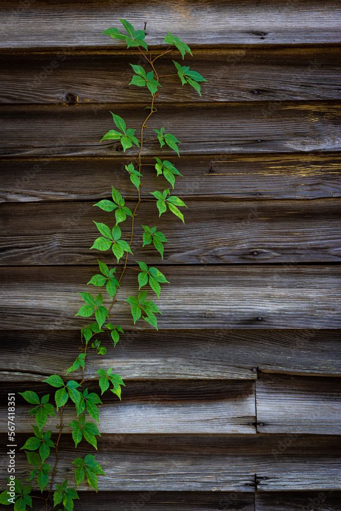 Single green vine creeps up old, rustic wooden wall Single green vine creeps up old, rustic wooden wall