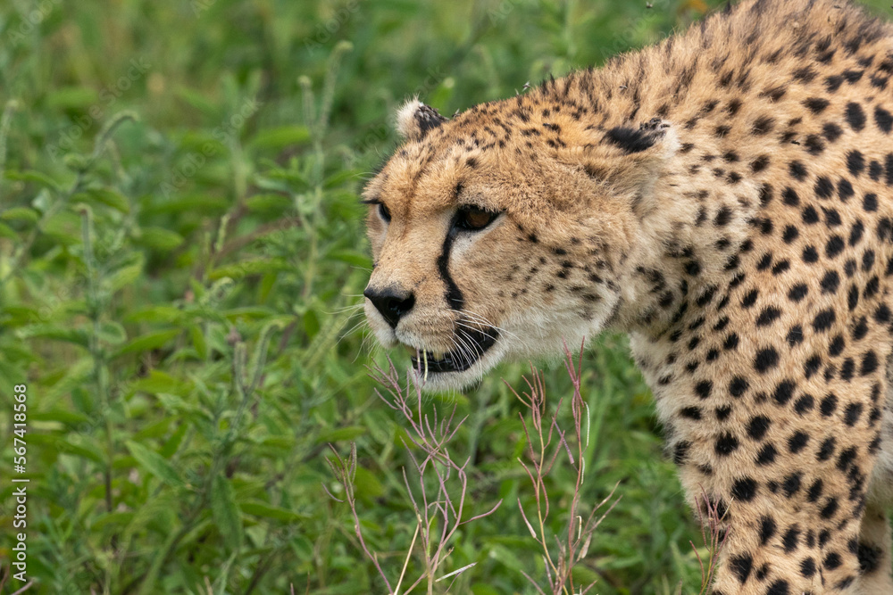Cheetah (Acinonyx jubatus), Ndutu Conservation Area, Serengeti, Tanzania, East Africa, Africa