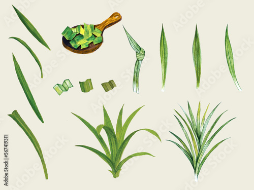 Pandan leaf collection