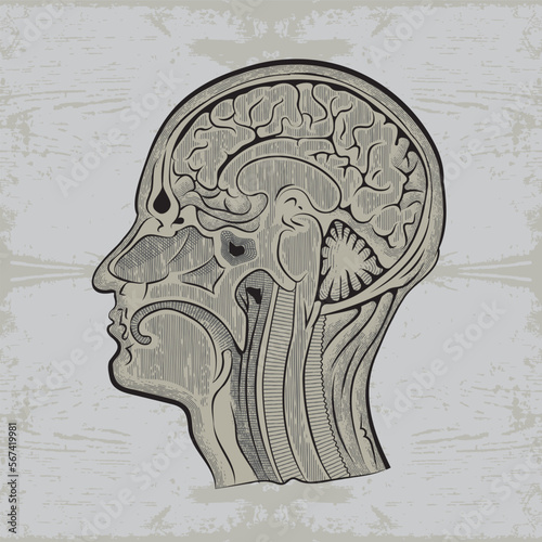 vector image of an anatomical drawing of a human head in a section