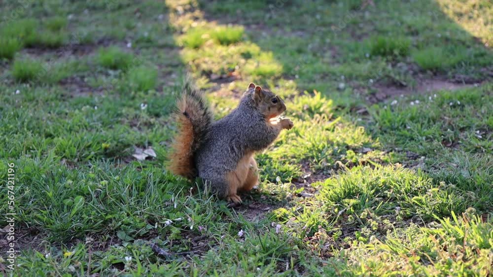 Cute Squirrel eating nut in spring Cute Squirrel eating nut in spring