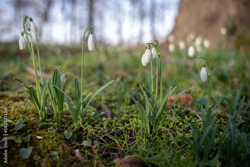 Fototapeta premium Snowdrops in bloom in the forest with moss. Macro image, blurred forest background