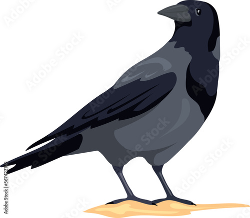 Crow standing. Black feather bird. Wild fauna