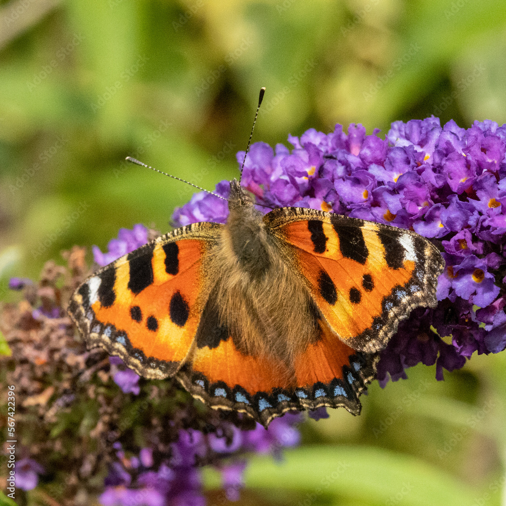 Obraz premium small tortoiseshell butterfly on a flower