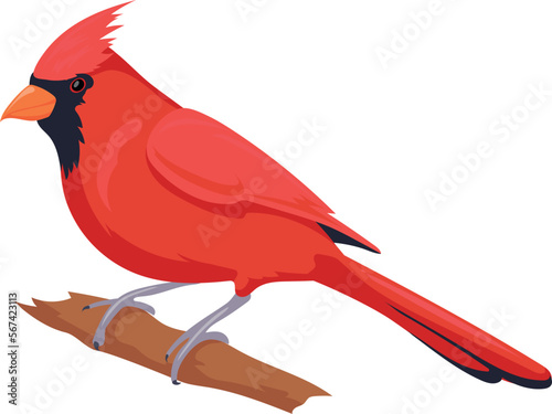 Fotografiet Red cardinal on tree branch. Wild nature fauna