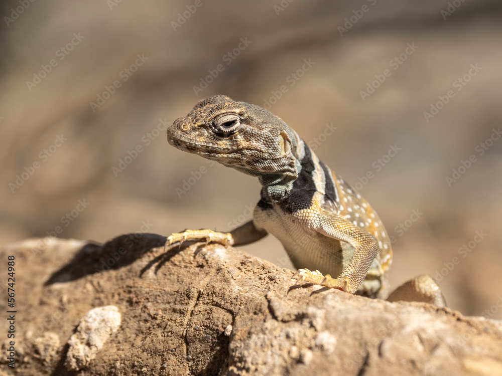 Desert collared lizard (Crotaphytus bicinctores), Mosaic Canyon Trail, Death Valley National Park, California, United States of America, North America Desert collared lizard (Crotaphytus bicinctores), Mosaic Canyon Trail, Death Valley National Park, California, United States of America, North America