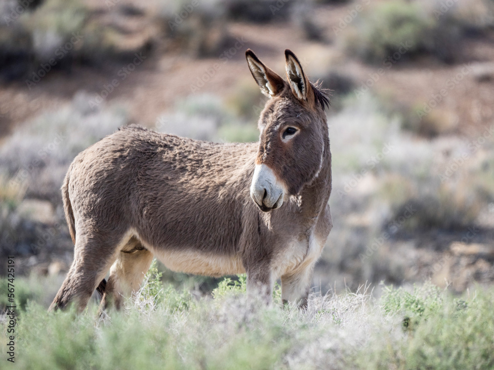 A wild burro near the Mosaic Canyon Trail in Death Valley National Park, California, United States of America, North America A wild burro near the Mosaic Canyon Trail in Death Valley National Park, California, United States of America, North America