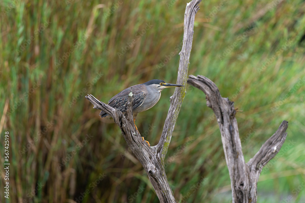 Bihoreau gris, Héron bihoreau,.Nycticorax nycticorax, Black crowned ...