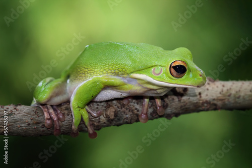 White lipped tree frog on branch, green tree frog side view, animals closeup
