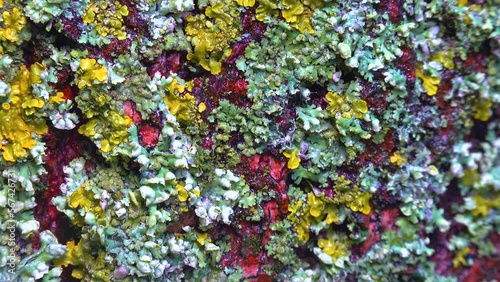 Lichens overgrown tree trunk, symbiosis of fungus and algae, indicator species, Slider shot photo