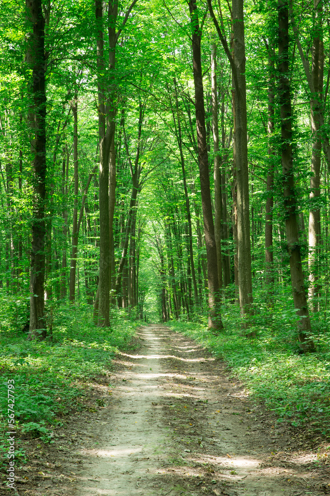 Forest trees. nature green wood sunlight backgrounds Forest trees. nature green wood sunlight backgrounds
