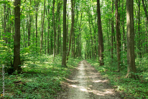 Forest trees. nature green wood sunlight backgrounds