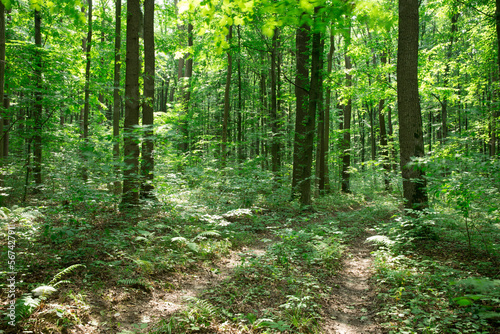 Forest trees. nature green wood sunlight backgrounds