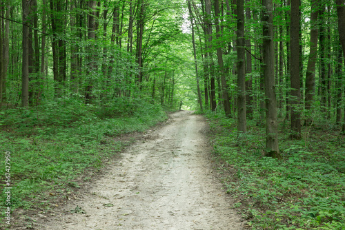 Forest trees. nature green wood sunlight backgrounds