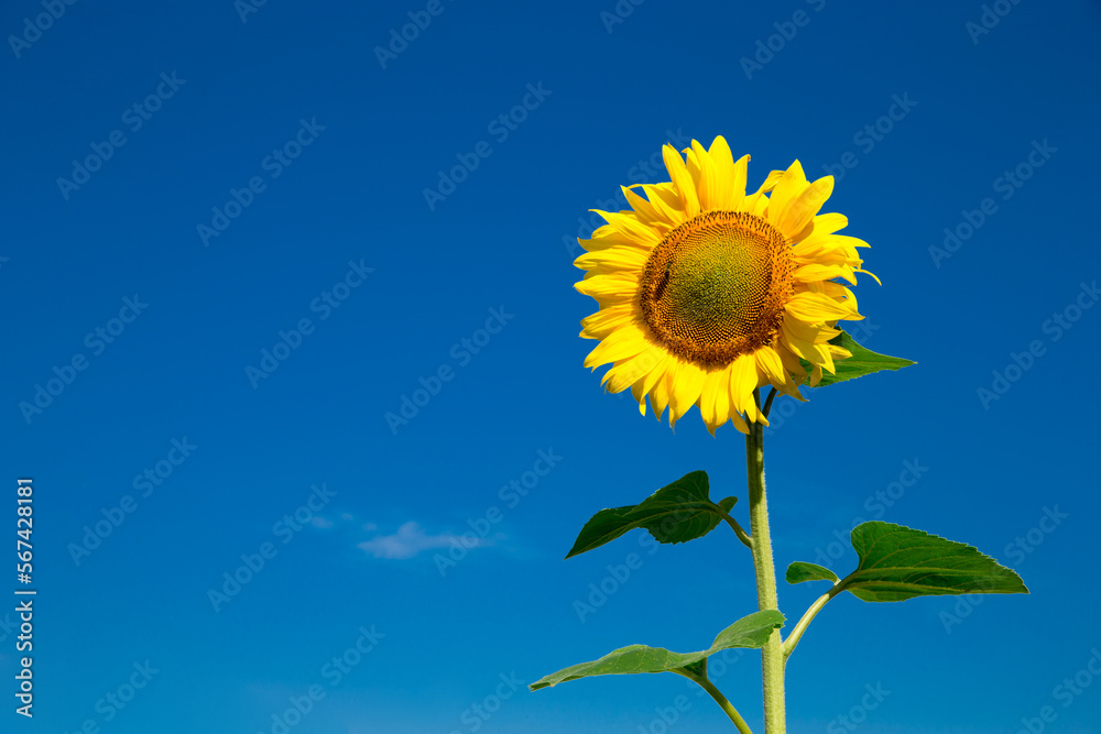 Naklejka premium yellow sunflower over blue sky