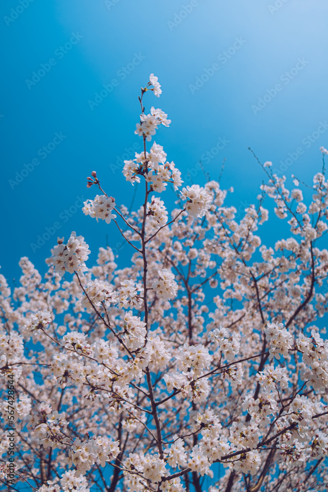 Beautiful cherry blossom in Korea