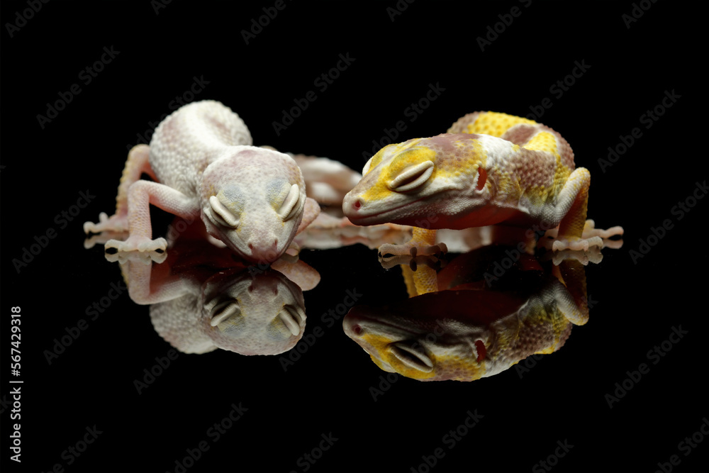 Naklejka premium Two different morph types of leopard gecko in one frame with black reflection, eublepharis macularius, animal closeup