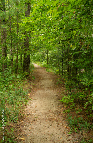 Hiking Pathway in Forest Park in Northern Michigan woods