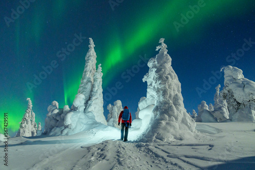 Hiker with backpack enjoying watching the Aurora Borealis (Northern Lights) over frozen trees, Riisitunturi National Park, Posio, Lapland, Finland, Europe photo