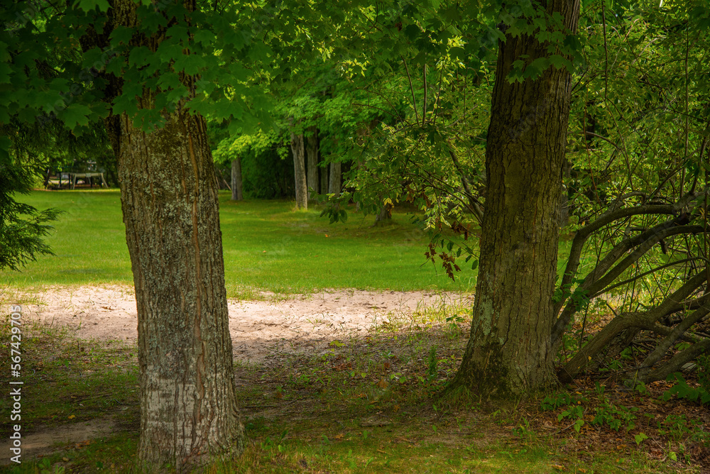 Large Tree Trunks in Michigan Park Woods