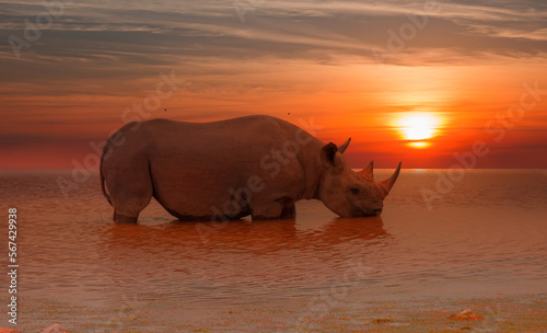 Rhino drinking water from a small lake at sunset - Etosha national park  Namibia