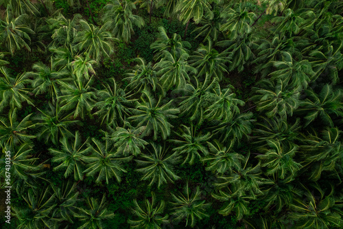 Palm Forest in Philippines  aerial view 