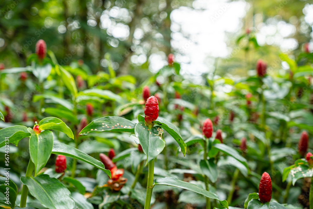 Costus spicatus, also known as spiked spiralflag ginger or Indian head ginger, is a species of herbaceous plant in the Costaceae family