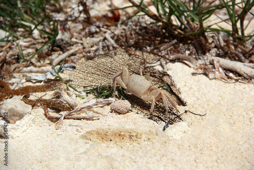 Crab sitting on yellow sand