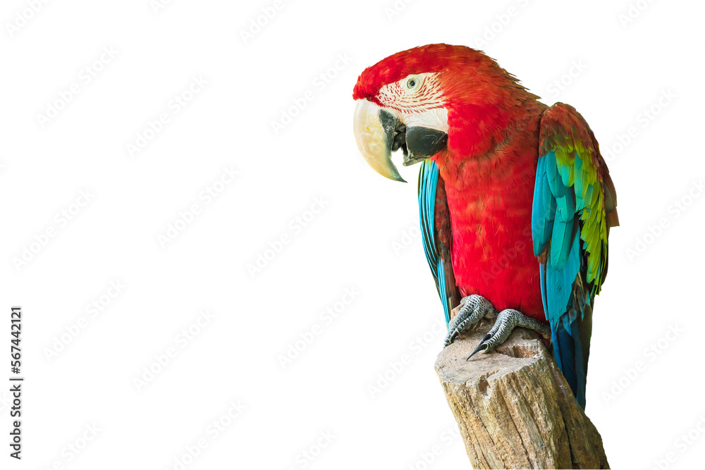 Scarlet Macaw Bird on branch