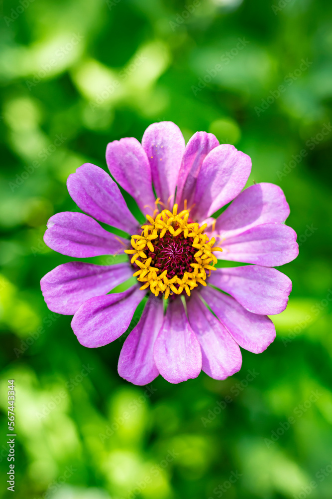 Obraz premium A beautiful close-up of a flower in a summer garden against a background of green leaves. Vertical image.