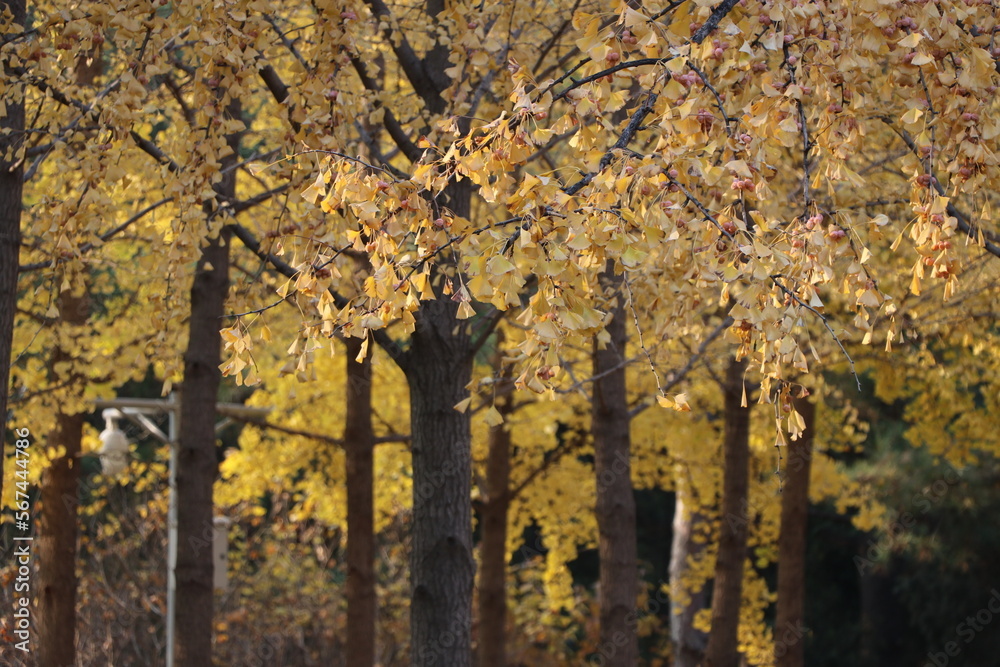 Fototapeta premium Autumn trees