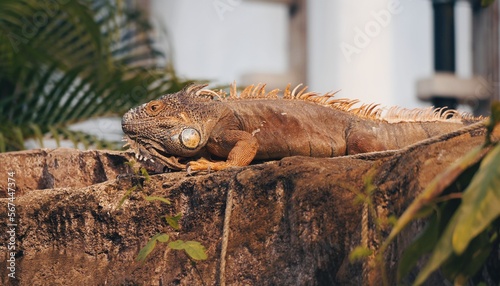 iguana in the zoo