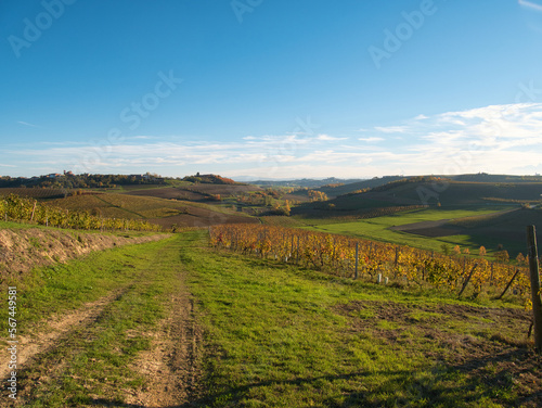 Hills planted with vines in late autumn. Piedmont Region, Italy.