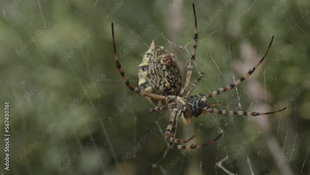 Large yellow spider eats fly on spiderweb, species Argiope lobata with abdomen, spinneret, fangs or pedipalps visible Large yellow spider eats fly on spiderweb, species Argiope lobata with abdomen, spinneret, fangs or pedipalps visible