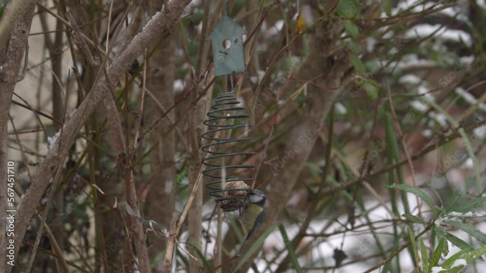 Scene Of A Bird On Feeder During Snowy Day. Close up Scene Of A Bird On Feeder During Snowy Day. Close up