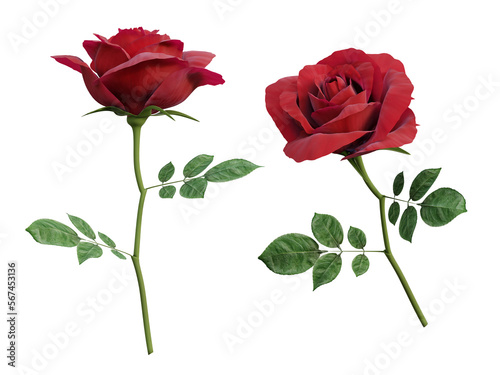 Red rose flower 3d render isolated on transparent background, png